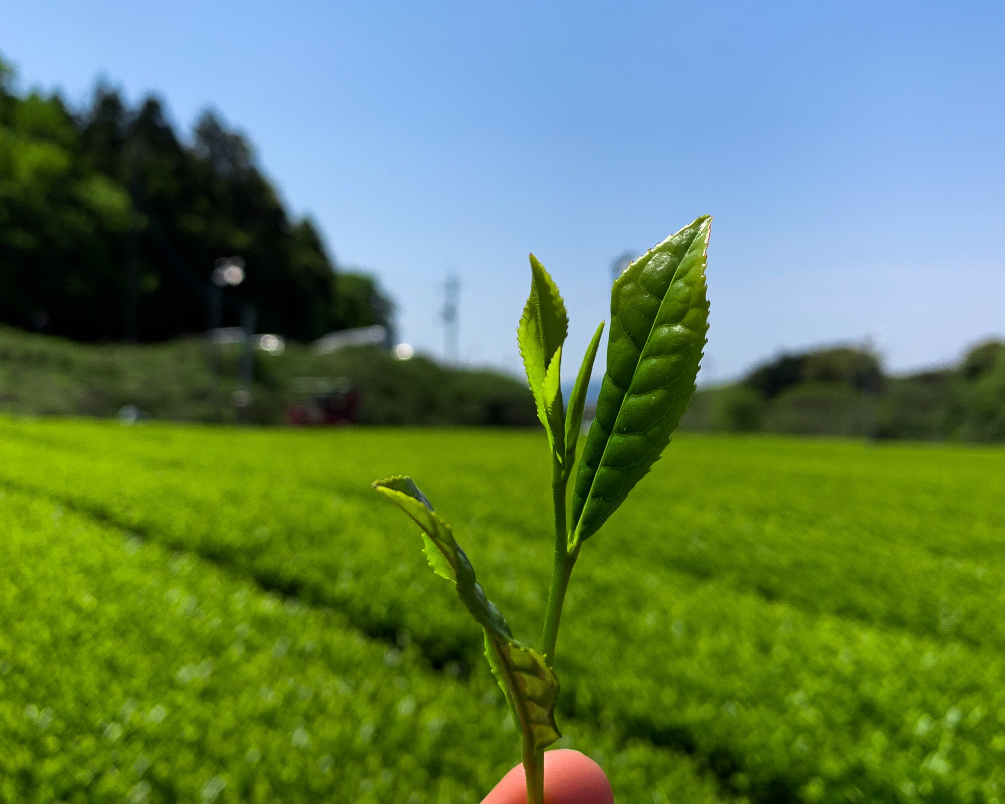 Speciality Loose Leaf Japanese Green Tea from Tencha London