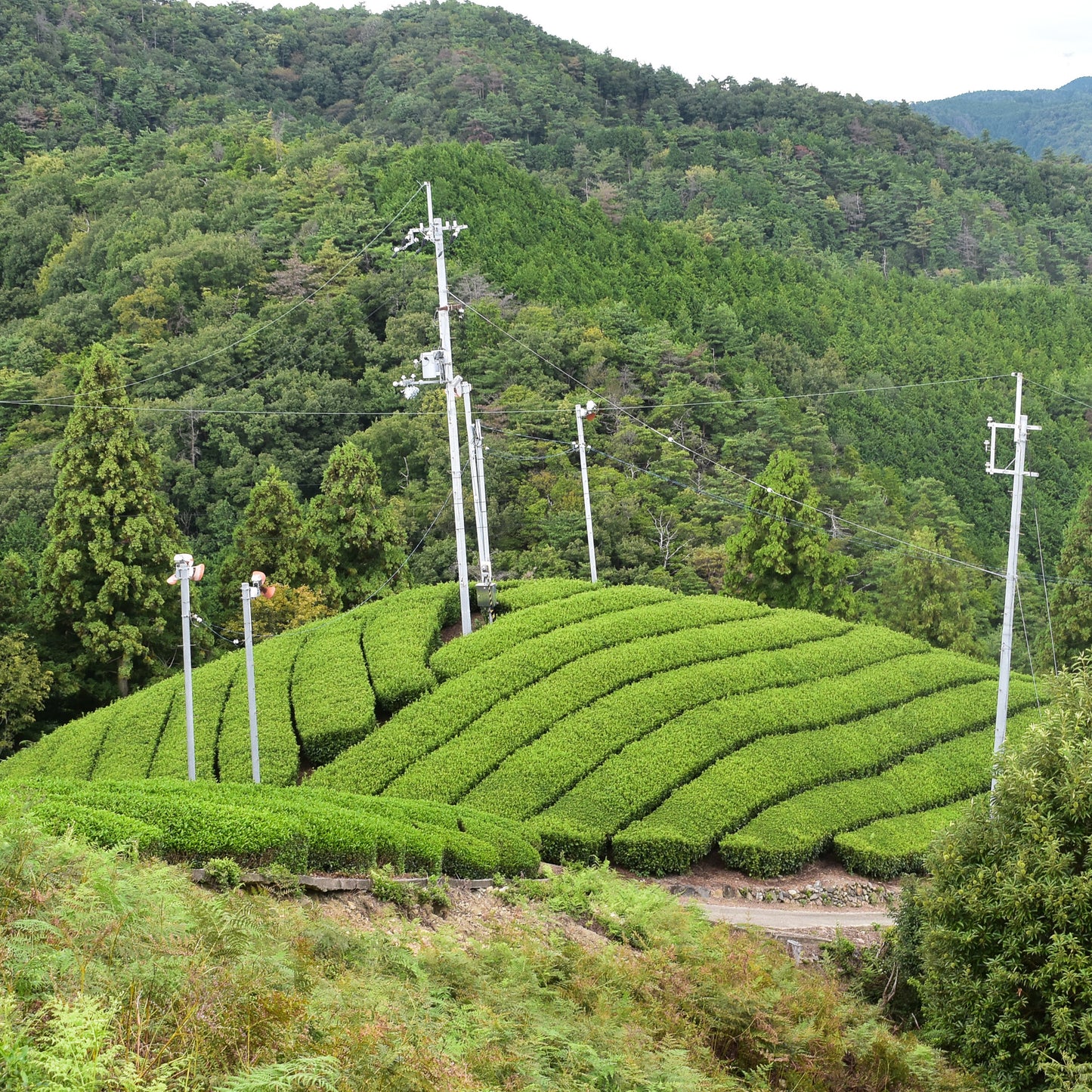 Uejima Tea Farm: Premium Wazuka Blended Sencha 2025