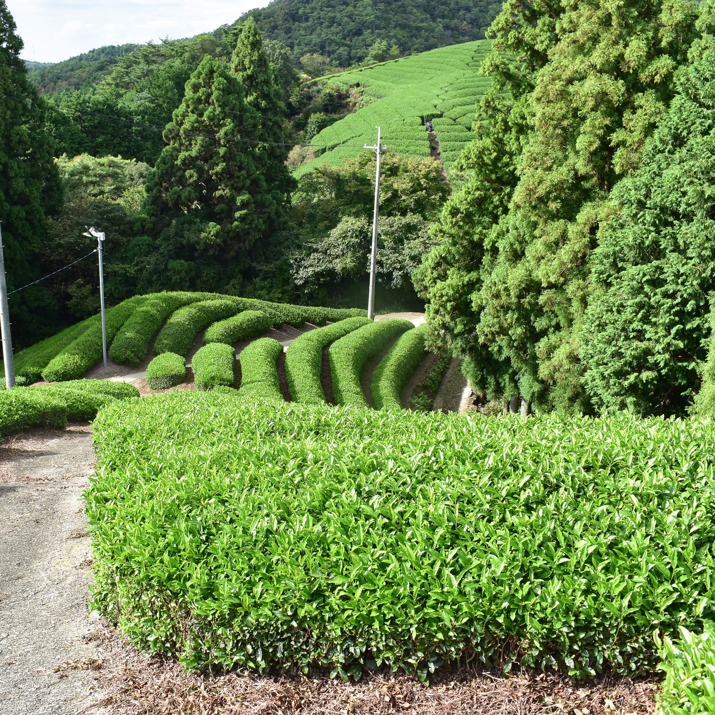 Uejima Tea Farm: Premium Wazuka Blended Sencha 2025