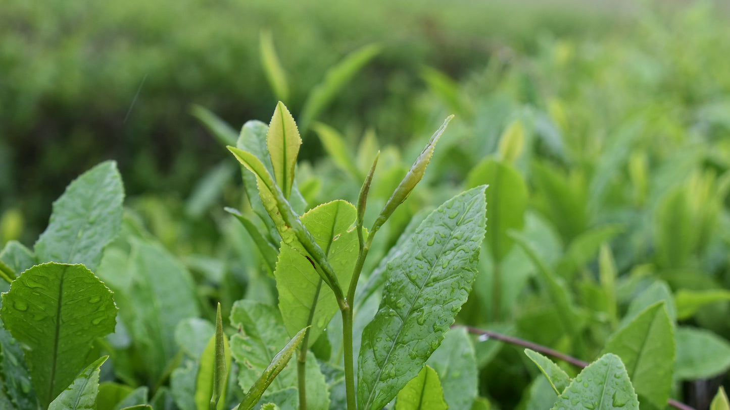 Kento Inoue: Partly Handpicked Tatsuya Uji Matcha