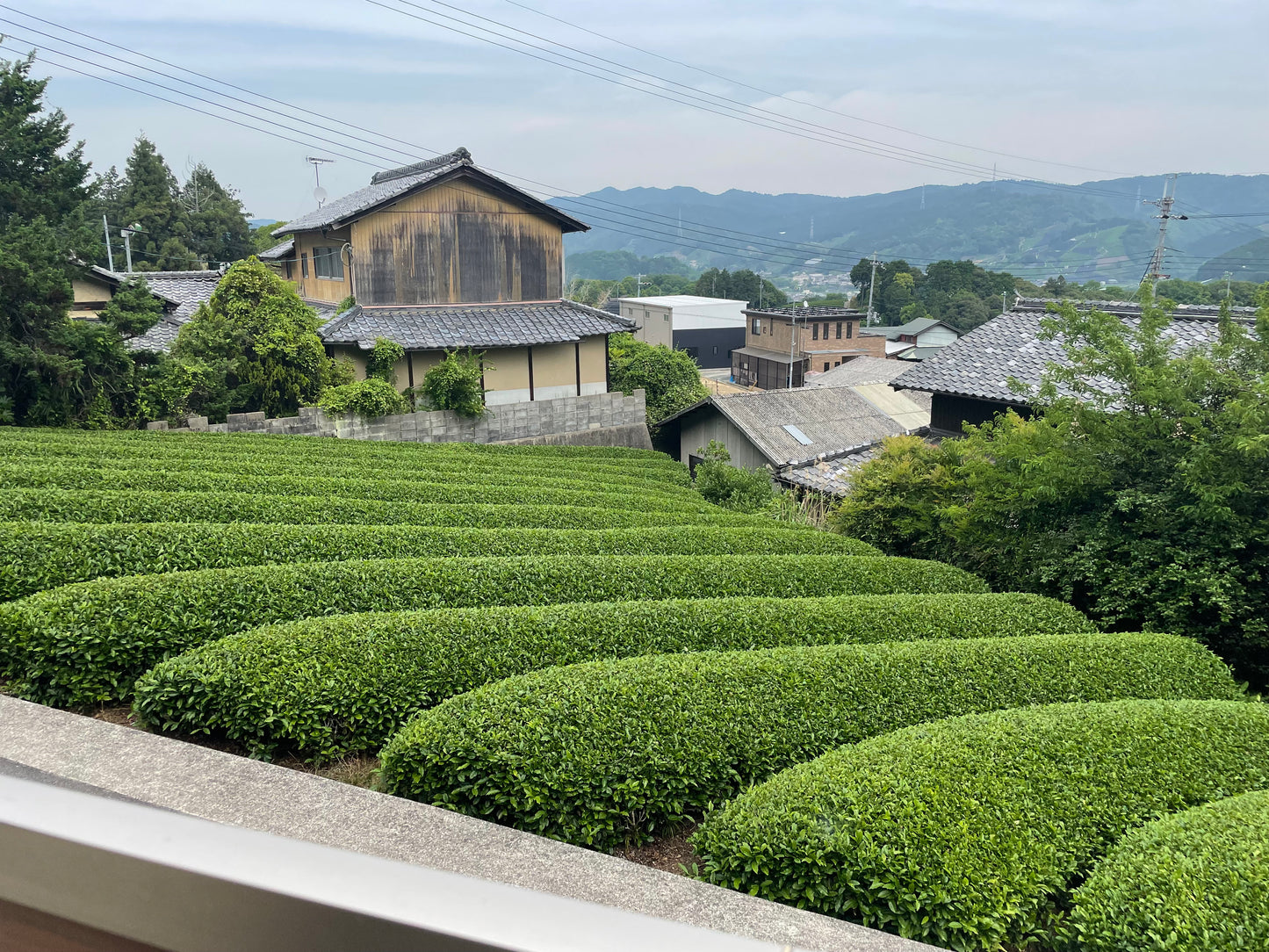 Uejima Tea Farm: Karigane - Gyokuro Kukicha