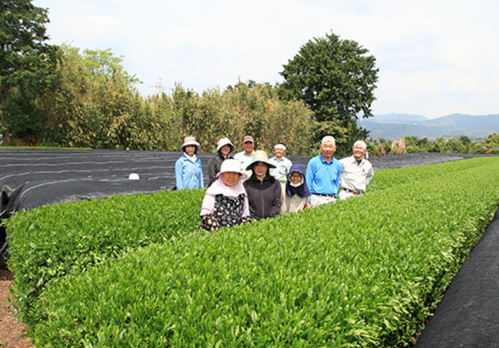 Matsuo-chaen: Shiokaze Sonogi Matcha