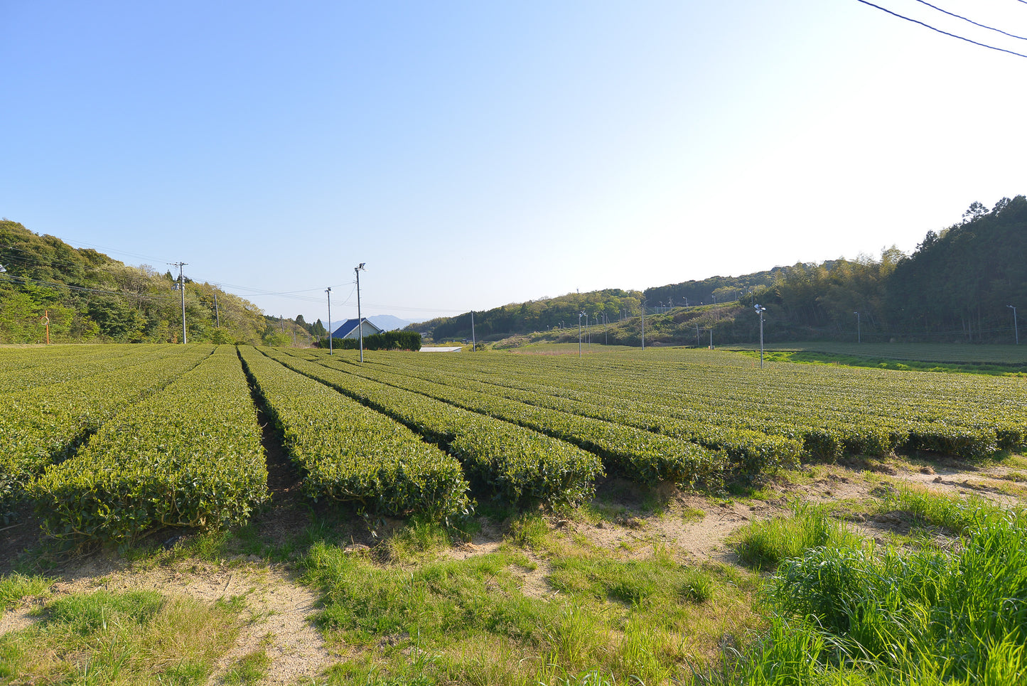 Izumo Seicha: Single Cultivar Saemidori Sencha 2025