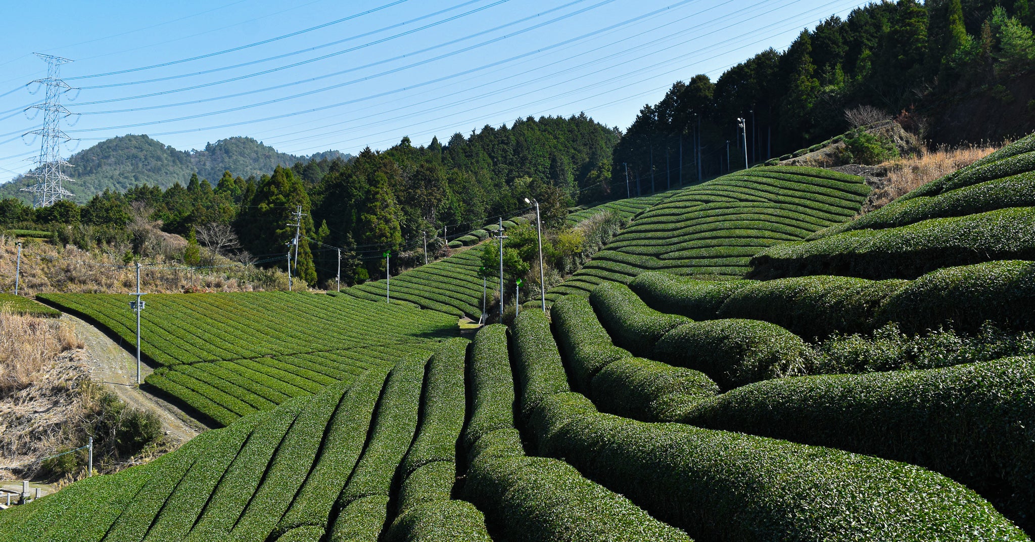 Tenchas Tea Tencha London Japanese Tea Blog with Best-Japanese UK