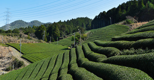 Japanese Tea with Best Japanese Blog