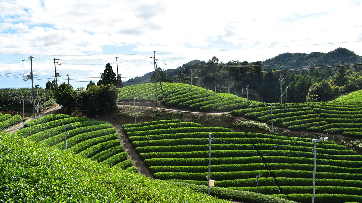 Uejima Tea Farm: 2026 Harvest Shincha | Single Cultivar Hoshun