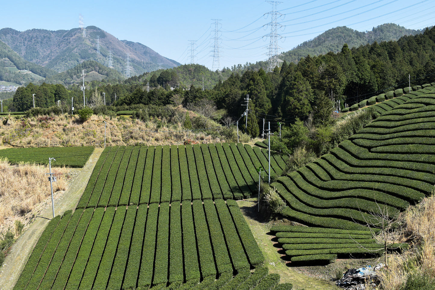 Azuma Tea Garden: Premium Kyoto Matcha-Infused Genmaicha