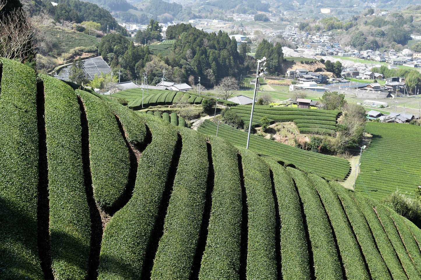 Azuma Tea Garden: Samidori no Ka