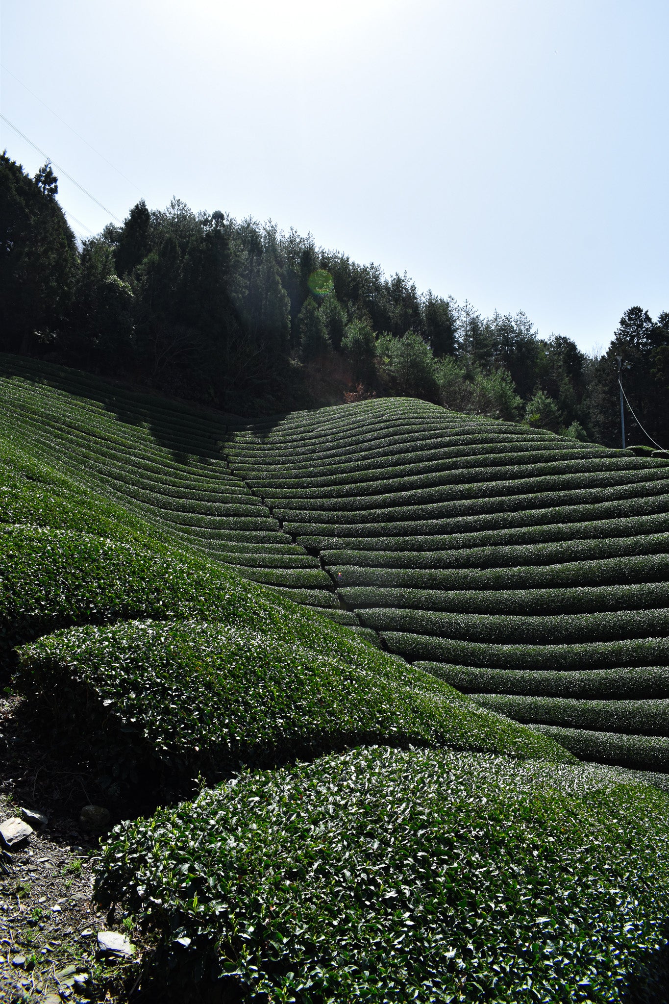 Azuma Tea Garden: Samidori no Ka