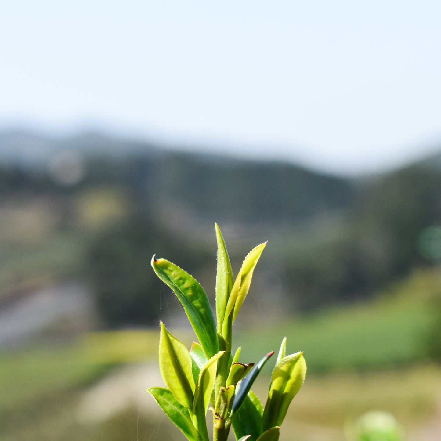 Azuma Tea Garden: Ipponmatsu - Okumidori Cultivar