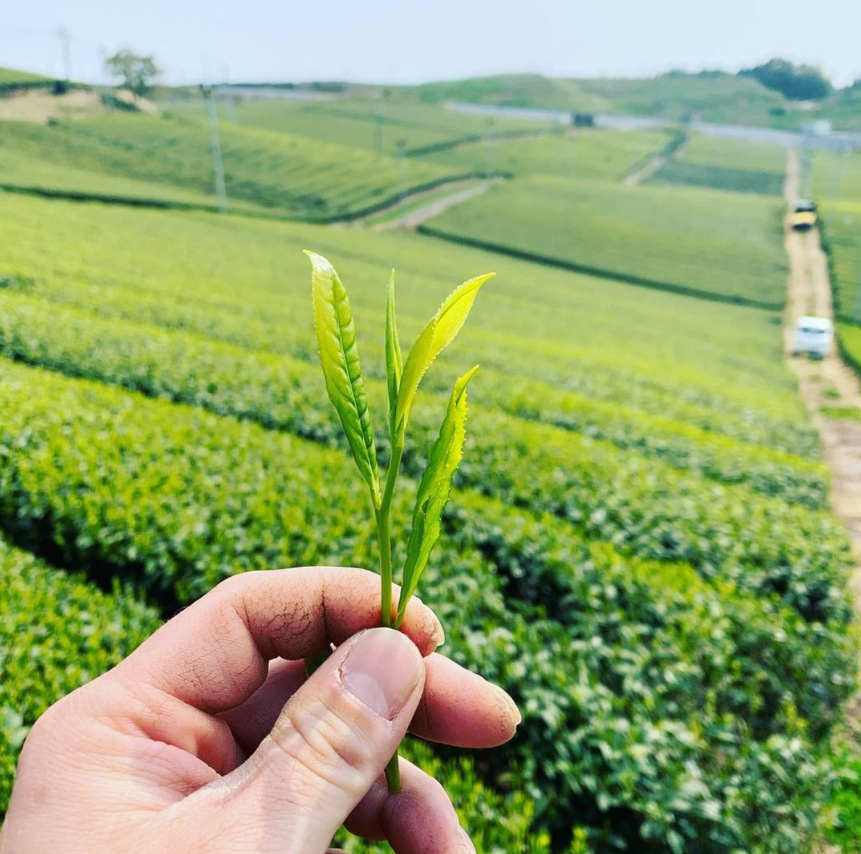 Kurihara Tea Farm: Shin - Premium Gyokuro 2024