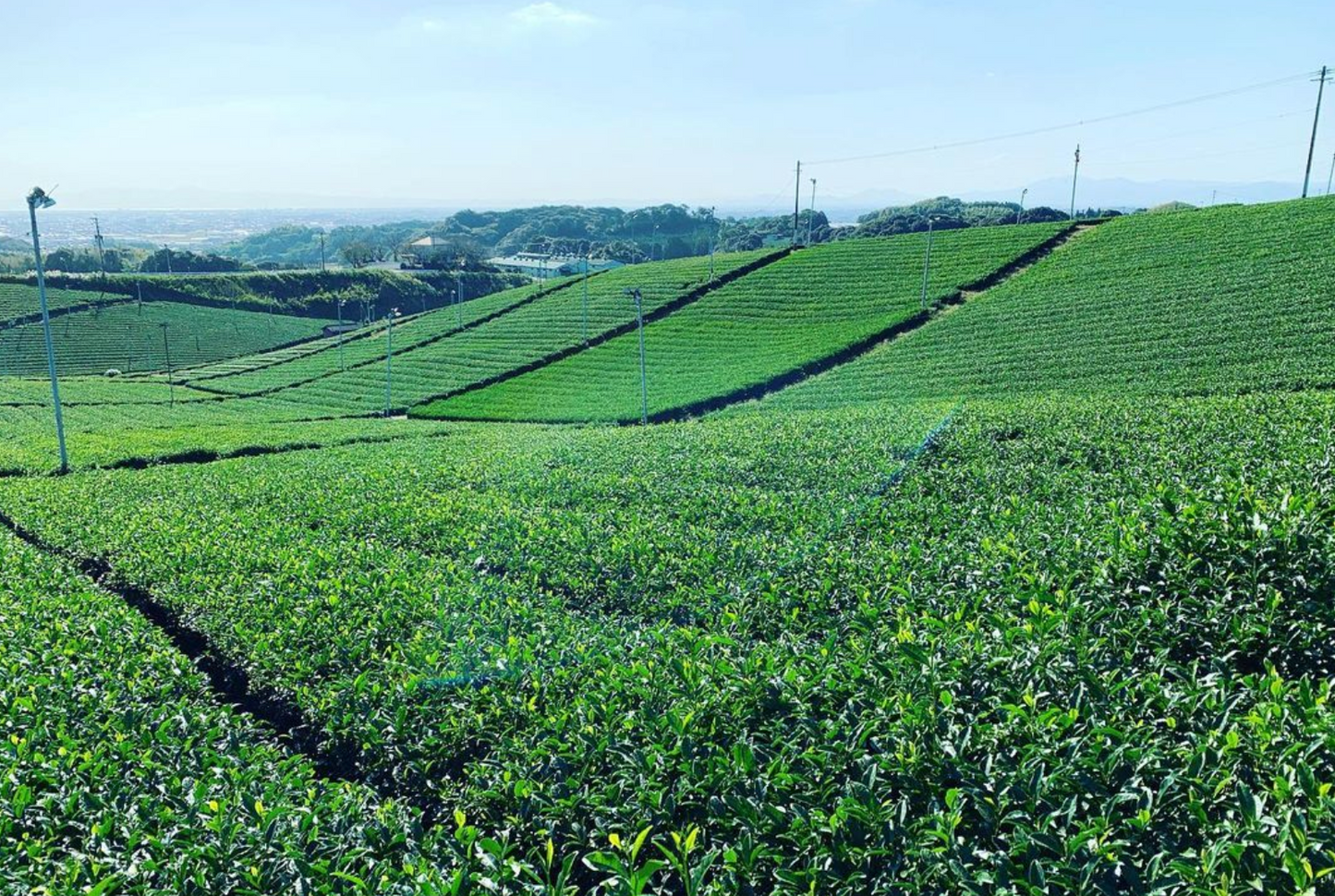 Kurihara Tea Farm: Takumi - Artisan Heritage Gyokuro 2024