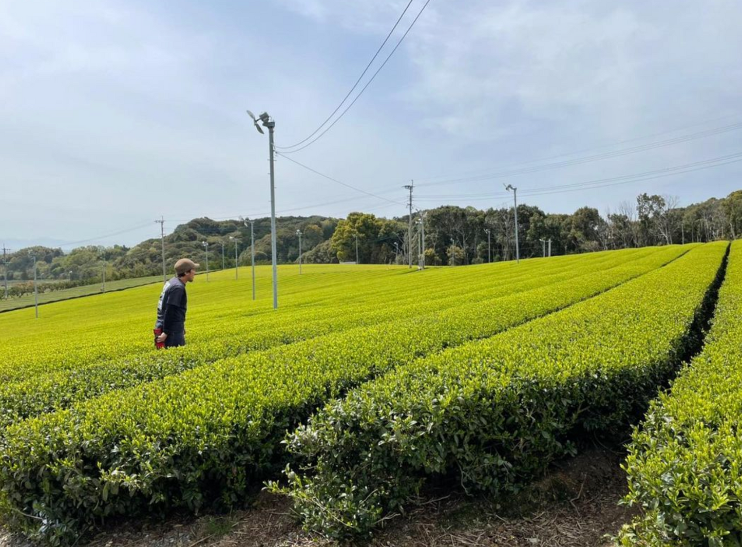 Kurihara Tea Farm: Shin - Premium Gyokuro 2024