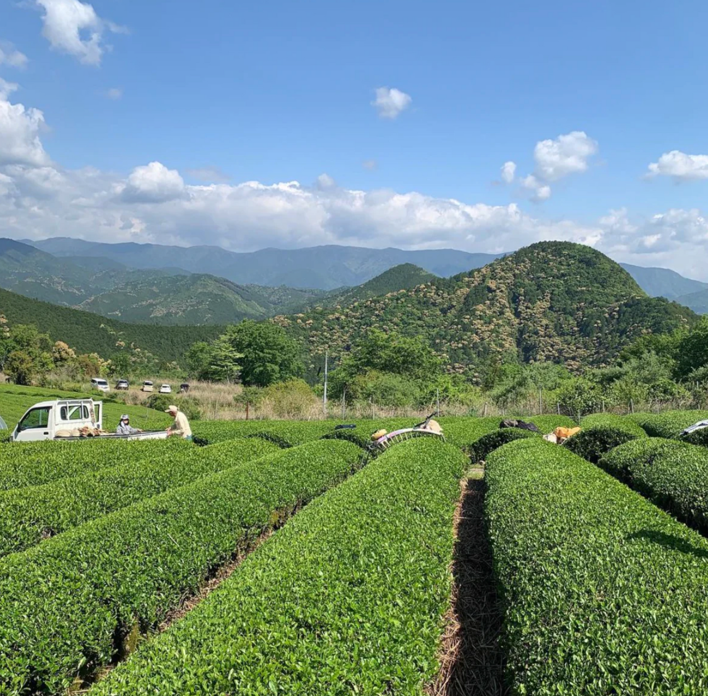 Mitocha Tea Farm: Aged Makibi Kancha Firewood Winter Green Tea
