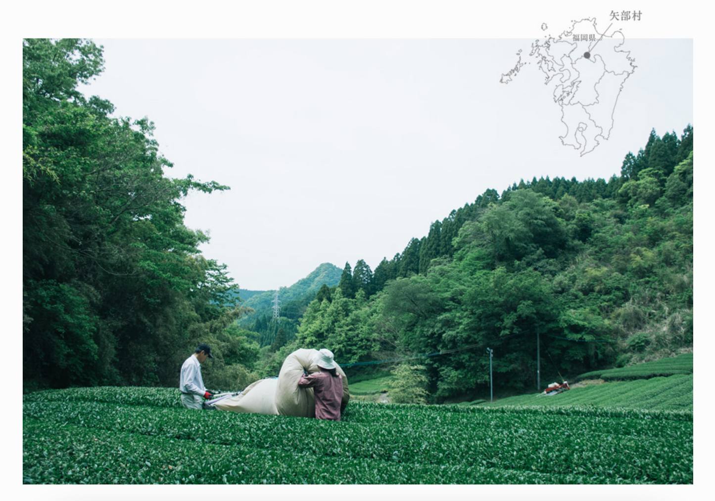 Chiyonoen Tea Garden: Gyokuro Shira-ore (Karigane Kukicha)