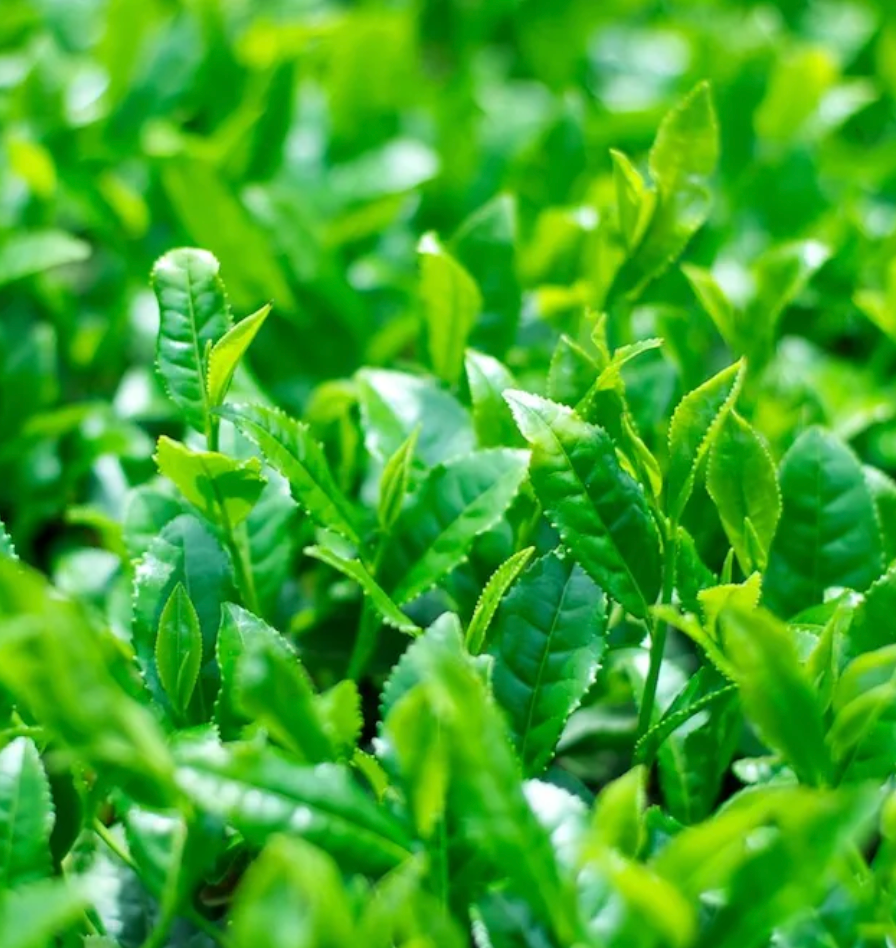 Chiyonoen Tea Garden: Gyokuro Shira-ore (Karigane Kukicha)