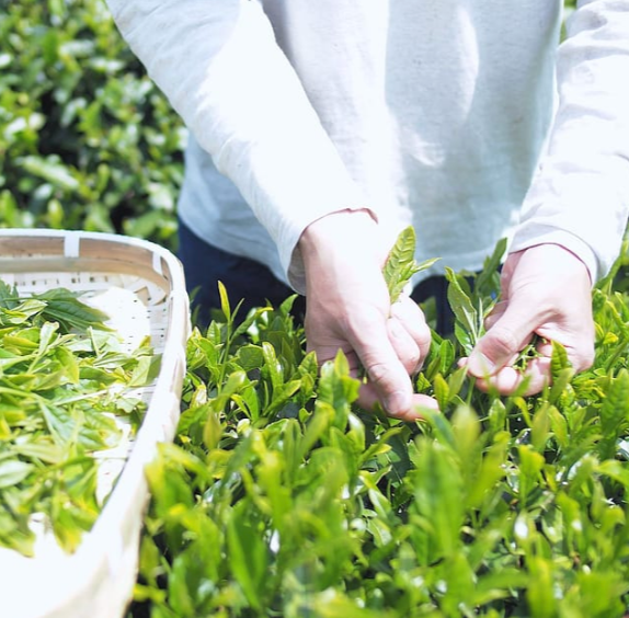 Tea Factory Gen: Setouchi Craft Hojicha