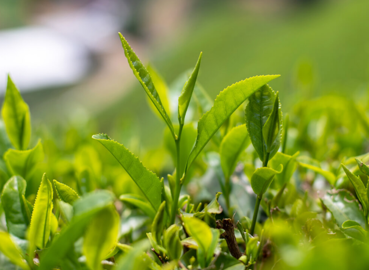 Issin-en: Miyazaki Single Cultivar Izumi Wakocha