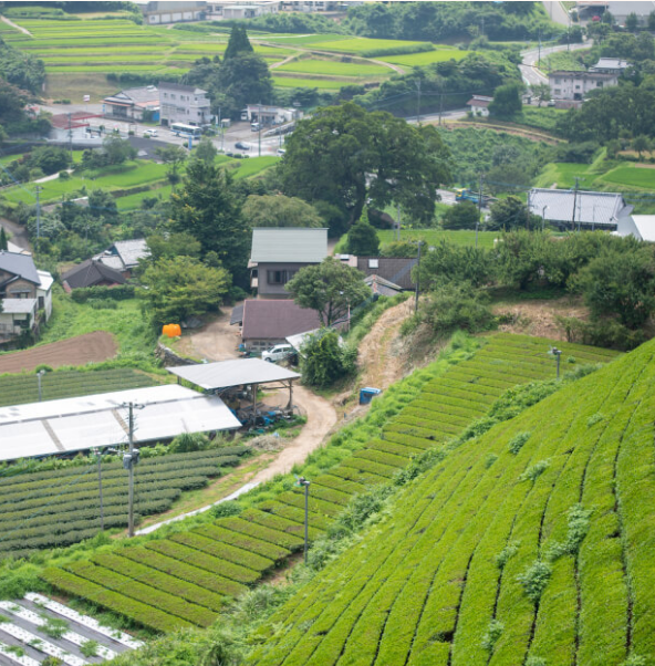 Issin-en: Miyazaki Single Cultivar Izumi Wakocha