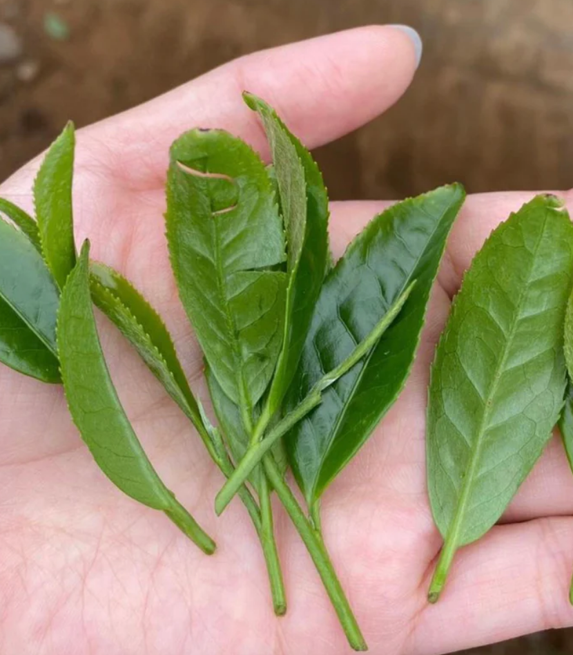Iba Takahiro Tea Garden: Single Cultivar Mineyutaka Tanegashima Island Sencha