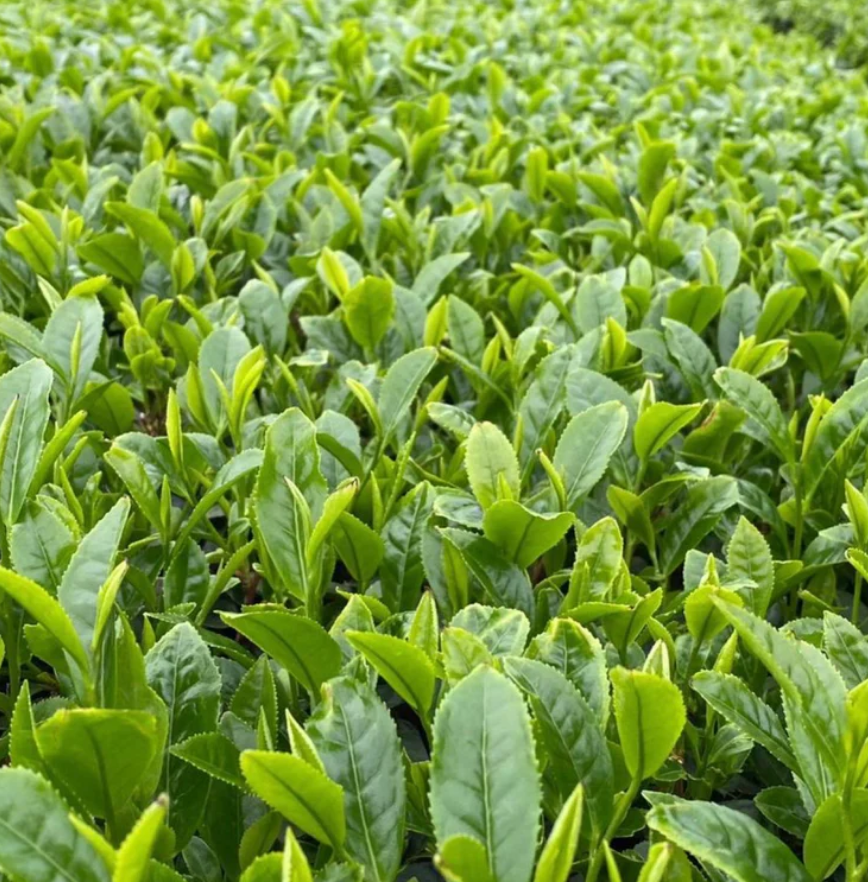Iba Takahiro Tea Garden: 2026 Shincha! Single Cultivar Shoju Sencha