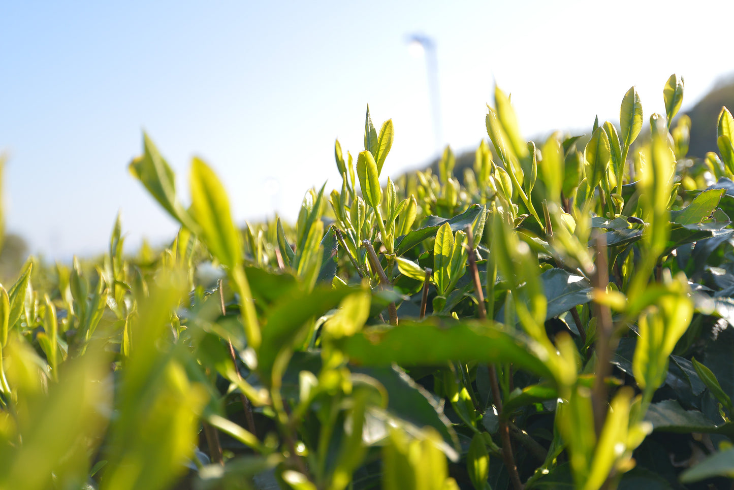 Izumo Seicha: Kiwami Izumocha Sencha 2024
