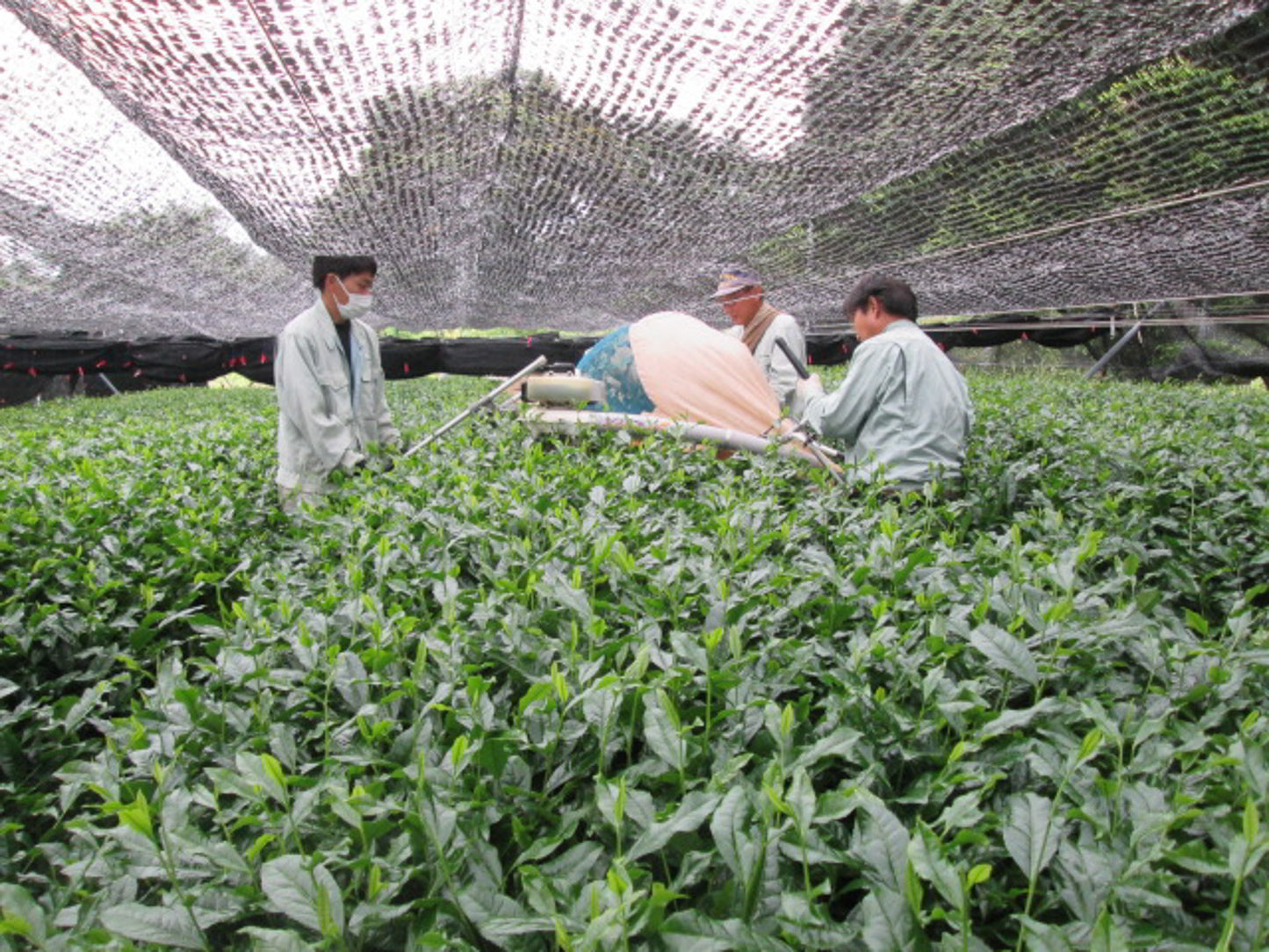 Izumo Seicha: Single Cultivar Saemidori Sencha 2023