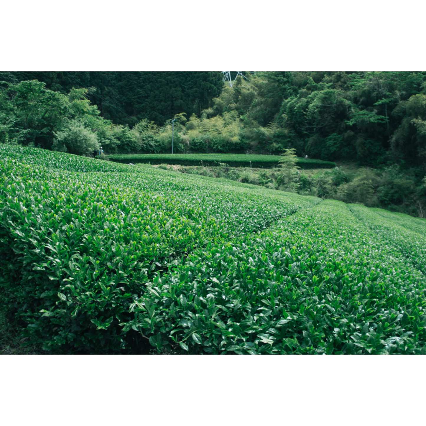 Chiyonoen Tea Garden: Snowing Mountain Sakurabana Sencha 2024 Harvest