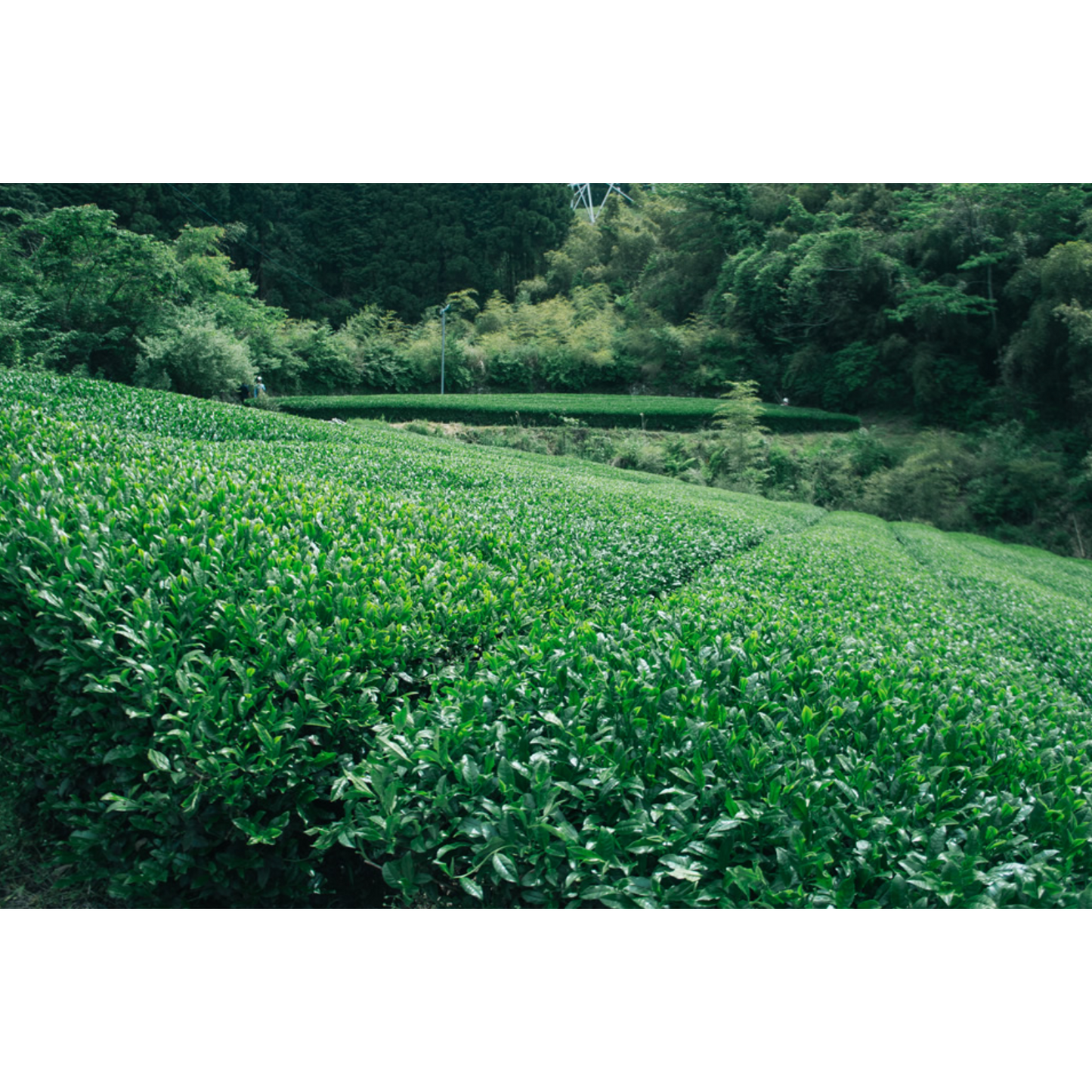 Chiyonoen Tea Garden: Snowing Mountain Sakurabana Sencha