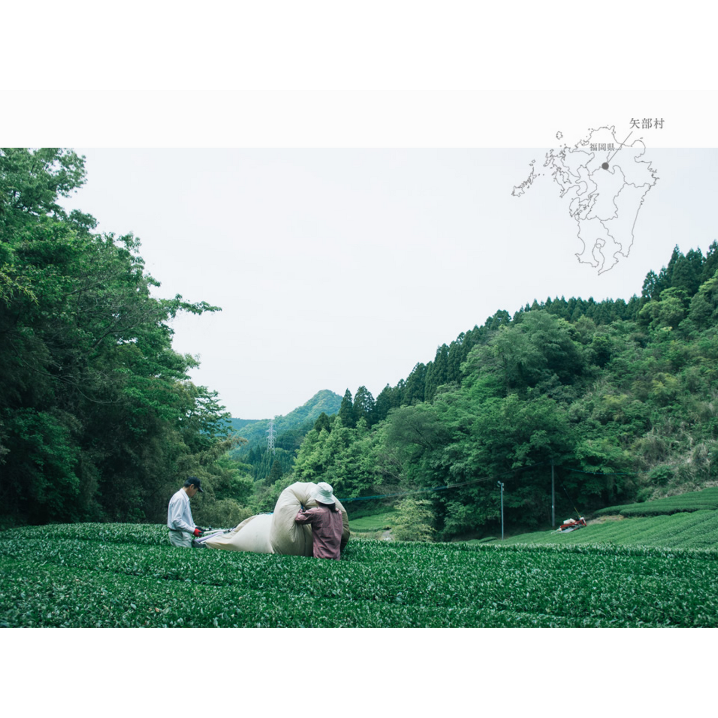 Chiyonoen Tea Garden: Snowing Mountain Sakurabana Sencha 2024 Harvest