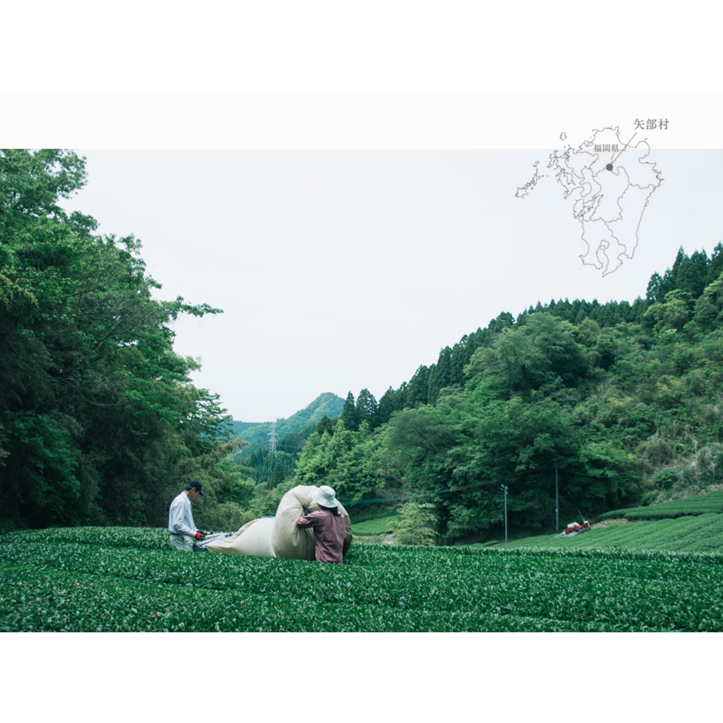 Chiyonoen Tea Garden: Snowing Mountain Sakurabana Sencha