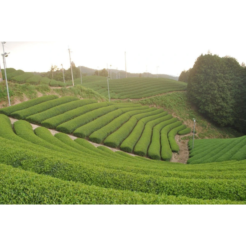 Uejima Tea Farm: Uji Kyotonabe Premium Gyokuro