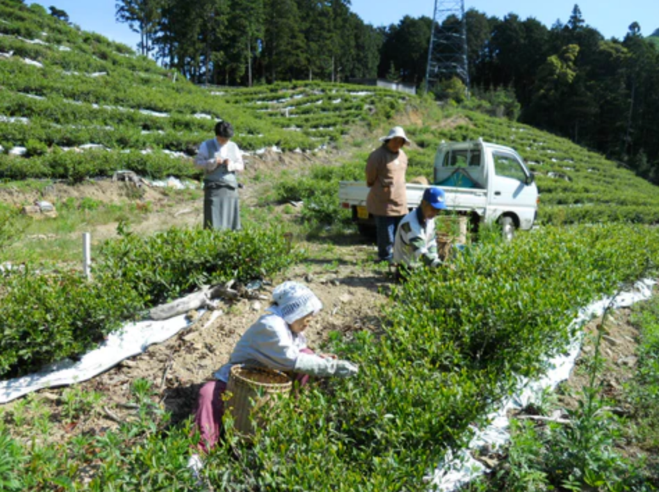 Oishi Tea Farm: Tsushima Yuzu Wakocha