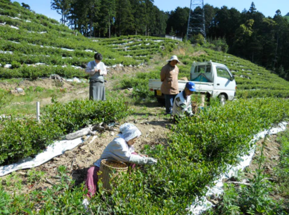 Oishi Tea Farm: Tsushima Yuzu Black Tea